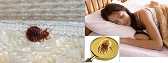 Mattress Cleaning Walnut Creek
