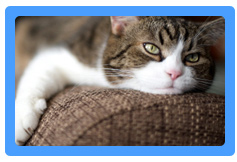 Upholstery Cleaning Walnut Creek